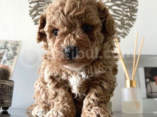 Maltipoo Yavrularımız Safkan Irk Ve Sağlık Garantili görsel