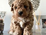 Maltipoo Yavrularımız Safkan Irk Ve Sağlık Garantili