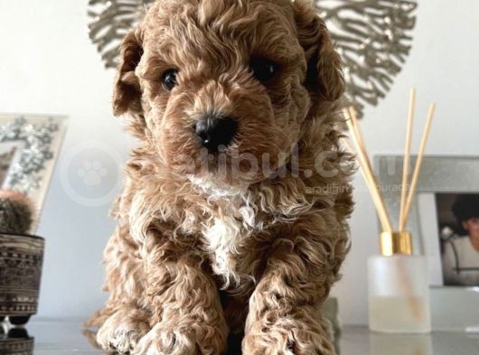 Maltipoo Yavrularımız Safkan Irk Ve Sağlık Garantili görsel