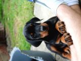 Doberman Yavruları Safkan Irk Ve Sağlık Garantili