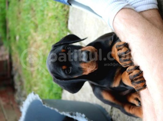 Doberman Yavruları Safkan Irk Ve Sağlık Garantili görsel