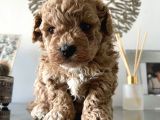 Maltipoo Yavrularımız Safkan Irk Ve Sağlık Garantili