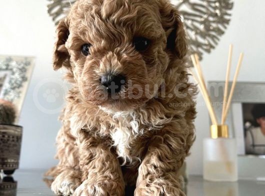 Maltipoo Yavrularımız Safkan Irk Ve Sağlık Garantili görsel