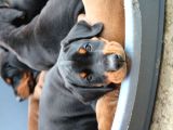 Doberman Yavruları Safkan Irk Ve Sağlık Garantili