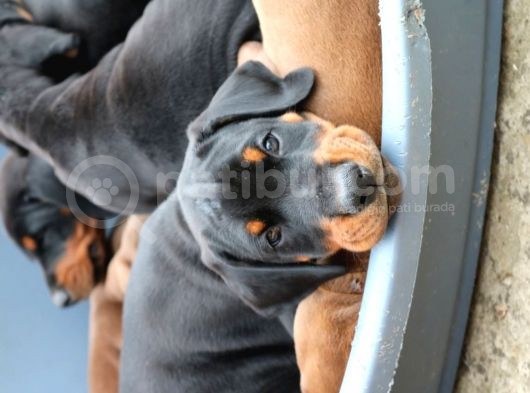Doberman Yavruları Safkan Irk Ve Sağlık Garantili görsel