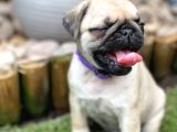 Pug Mops Yavruları Safkan Irk Ve Sağlık Garantili