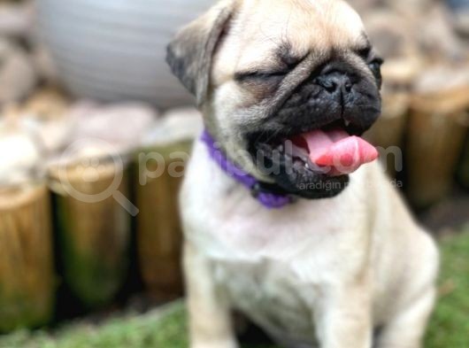 Pug Mops Yavruları Safkan Irk Ve Sağlık Garantili görsel