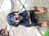 Doberman Yavruları Safkan Irk Ve Sağlık Garantili
