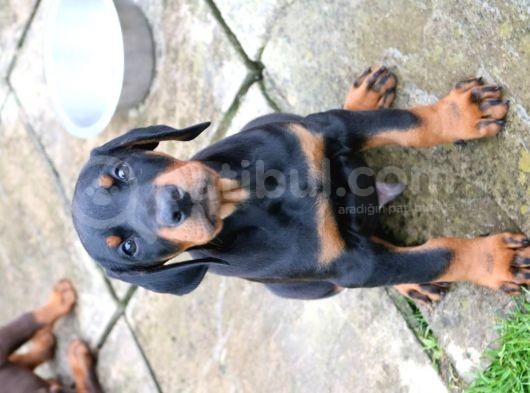 Doberman Yavruları Safkan Irk Ve Sağlık Garantili görsel