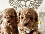 Maltipoo Yavrularımız Safkan Irk Ve Sağlık Garantili