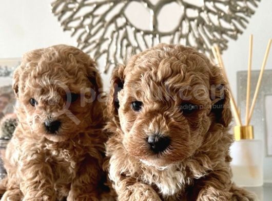Maltipoo Yavrularımız Safkan Irk Ve Sağlık Garantili görsel