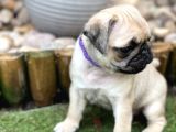 Pug Mops Yavruları Safkan Irk Ve Sağlık Garantili