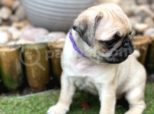 Pug Mops Yavruları Safkan Irk Ve Sağlık Garantili görsel