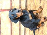 Doberman Yavruları Safkan Irk Ve Sağlık Garantili