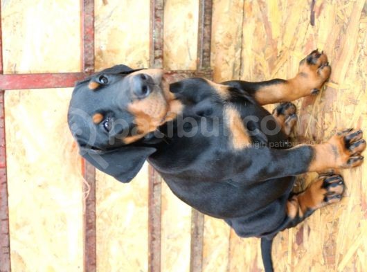 Doberman Yavruları Safkan Irk Ve Sağlık Garantili görsel