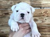 İngiliz Bulldog Yavruları Safkan Irk Ve Sağlık Garantili