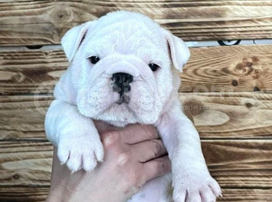 İngiliz Bulldog Yavruları Safkan Irk Ve Sağlık Garantili görsel