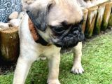 Pug Mops Yavruları Safkan Irk Ve Sağlık Garantili