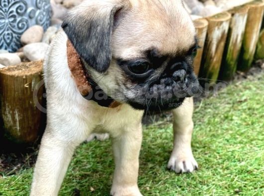 Pug Mops Yavruları Safkan Irk Ve Sağlık Garantili görsel