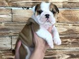 İngiliz Bulldog Yavruları Safkan Irk Ve Sağlık Garantili