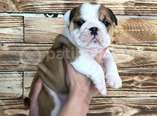 İngiliz Bulldog Yavruları Safkan Irk Ve Sağlık Garantili görsel