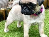 Pug Mops Yavruları Safkan Irk Ve Sağlık Garantili
