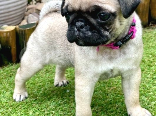 Pug Mops Yavruları Safkan Irk Ve Sağlık Garantili görsel