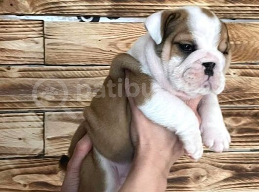 İngiliz Bulldog Yavruları Safkan Irk Ve Sağlık Garantili görsel