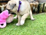 Pug Mops Yavruları Safkan Irk Ve Sağlık Garantili