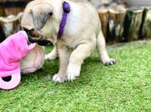 Pug Mops Yavruları Safkan Irk Ve Sağlık Garantili görsel