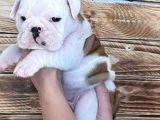 İngiliz Bulldog Yavruları Safkan Irk Ve Sağlık Garantili