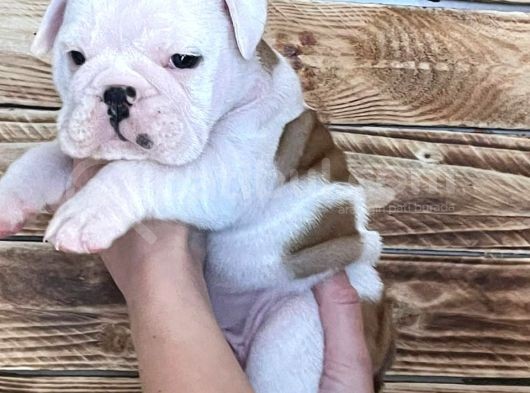 İngiliz Bulldog Yavruları Safkan Irk Ve Sağlık Garantili görsel