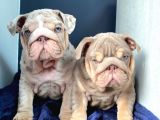 İngiliz Bulldog Yavruları Safkan Irk Ve Sağlık Garantili