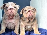 İngiliz Bulldog Yavruları Safkan Irk Ve Sağlık Garantili