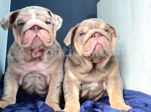 İngiliz Bulldog Yavruları Safkan Irk Ve Sağlık Garantili görsel