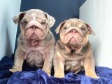 İngiliz Bulldog Yavruları Safkan Irk Ve Sağlık Garantili