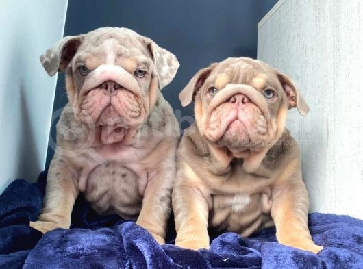 İngiliz Bulldog Yavruları Safkan Irk Ve Sağlık Garantili görsel