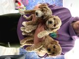 Toy Poodle Yavruları Safkan Irk Ve Sağlık Garantili