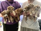 Toy Poodle Yavruları Safkan Irk Ve Sağlık Garantili