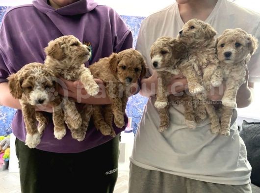 Toy Poodle Yavruları Safkan Irk Ve Sağlık Garantili görsel