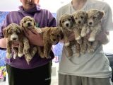 Toy Poodle Yavruları Safkan Irk Ve Sağlık Garantili
