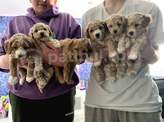 Toy Poodle Yavruları Safkan Irk Ve Sağlık Garantili görsel