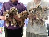 Toy Poodle Yavruları Safkan Irk Ve Sağlık Garantili