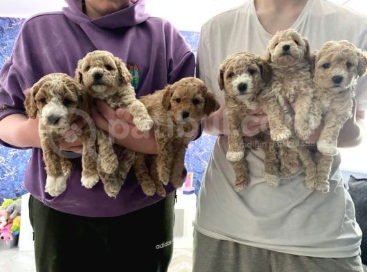 Toy Poodle Yavruları Safkan Irk Ve Sağlık Garantili görsel