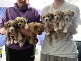 Toy Poodle Yavruları Safkan Irk Ve Sağlık Garantili