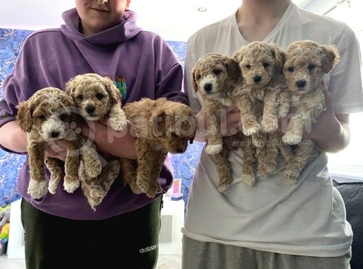 Toy Poodle Yavruları Safkan Irk Ve Sağlık Garantili görsel