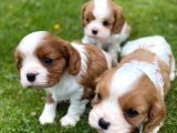 Cavalier King Charles Yavruları Safkan Irk Ve Sağlık Garantili