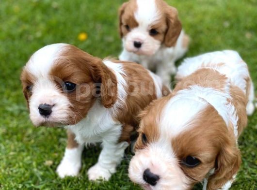 Cavalier King Charles Yavruları Safkan Irk Ve Sağlık Garantili