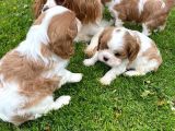 Cavalier King Charles Yavruları Safkan Irk Ve Sağlık Garantili