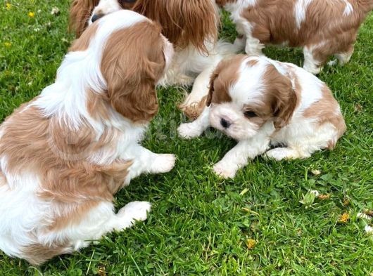 Cavalier King Charles Yavruları Safkan Irk Ve Sağlık Garantili görsel